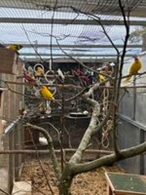   Recueil perroquets oiseaux  