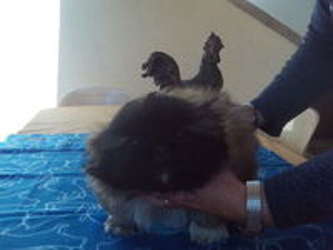   tr�s beaux chiots pekinois lof
issus lign�e multi champions
