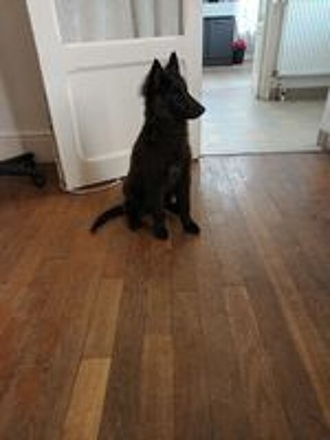   Chiots bergers belges gr?nendael  