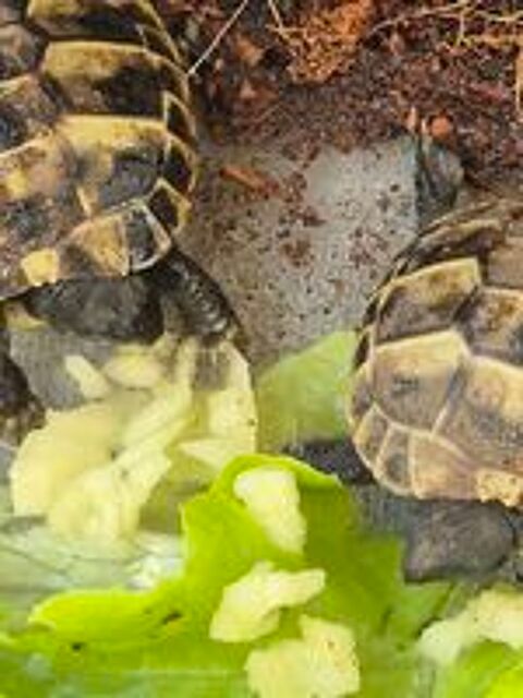   Tortues et terrarium  