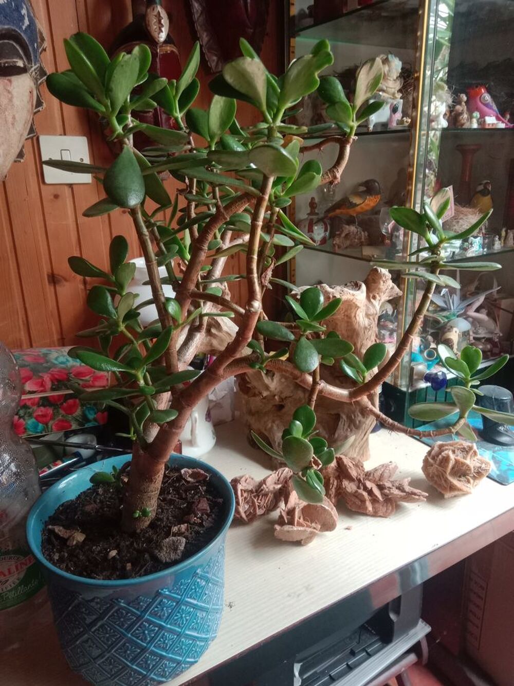 Plante crassula Jardin