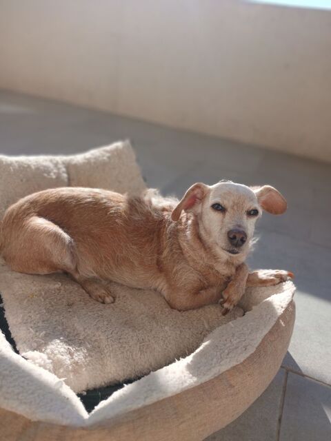 Garde de chiens 0 06400 Cannes