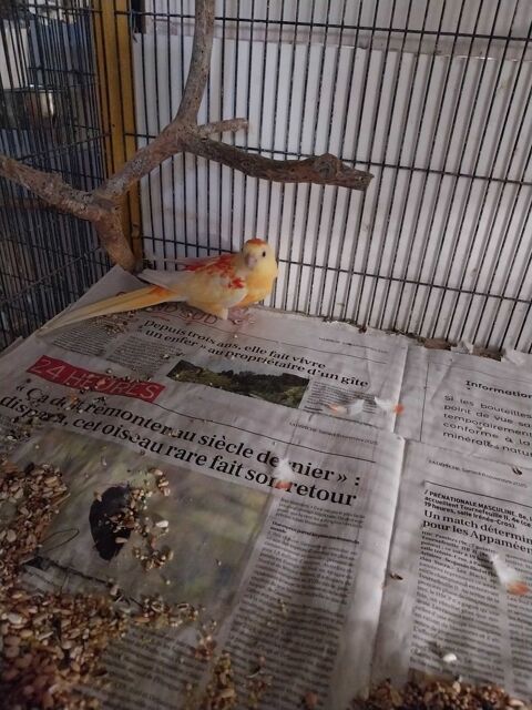 Croupion rouge femelle 35 Saint-Jean-du-Falga (09)