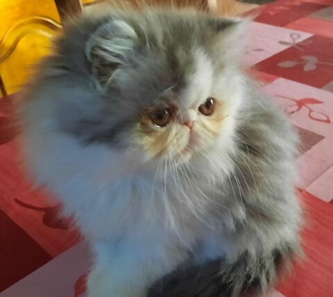 chaton persan 950 64121 Serres-castet