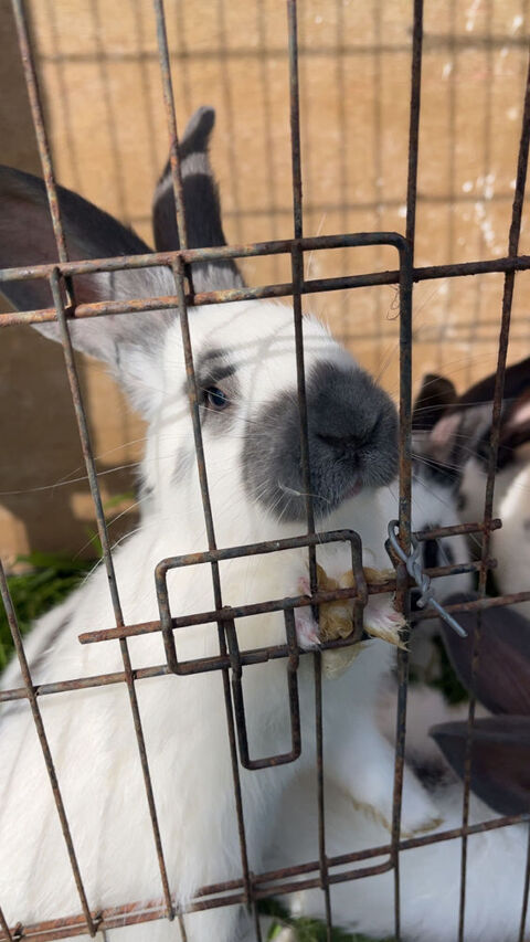 lapin géant papillon 0 53160 Saint-pierre-sur-orthe