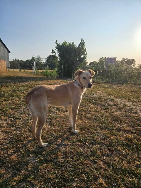 MANDY crois&eacute;e labrador 2 ans 300 37120 Assay