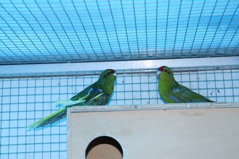 Kakariki 25 59145 Berlaimont