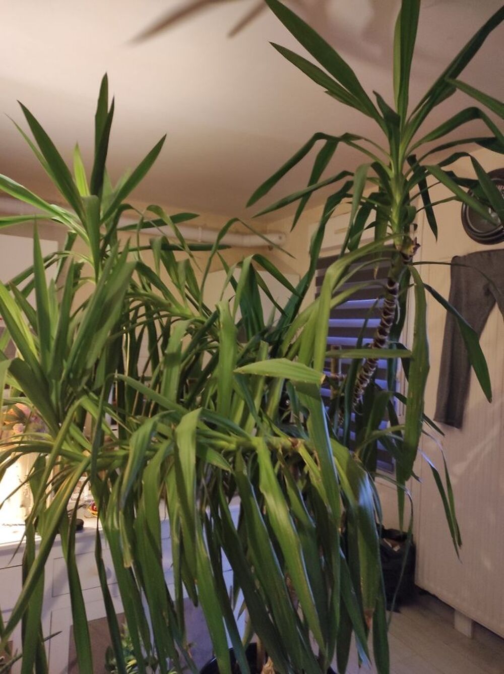 Yucca Jardin