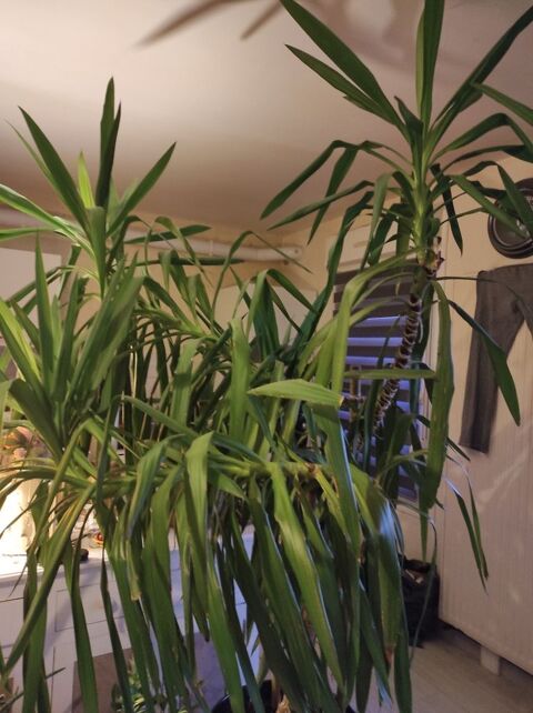 Yucca 350 Bavilliers (90)