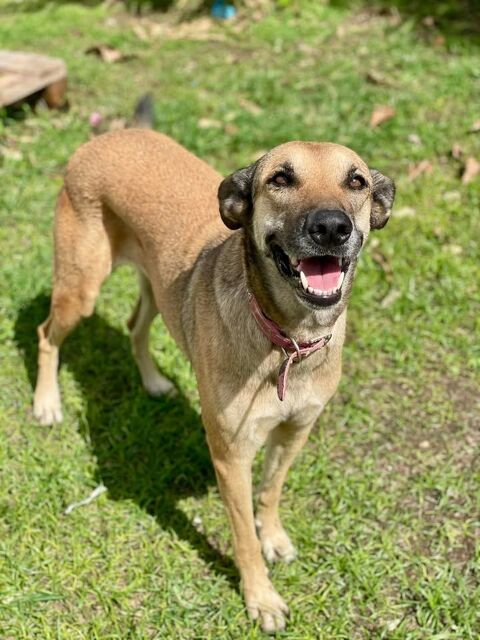 Pépite, femelle croisée berger, née le 01/01/2020  &#128054; 380 92000 Nanterre