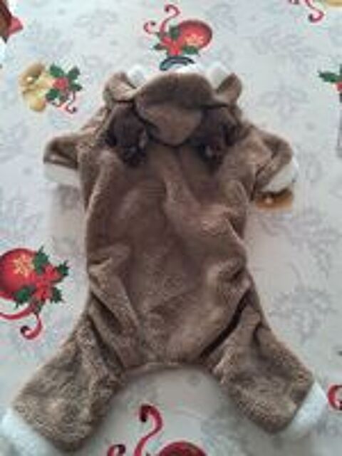   Manteau chien Renne noel pyjama fete caniche jack russel 