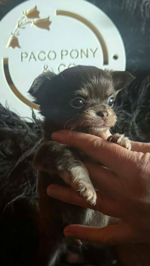 Superbes chiots chihuahua poils courts et poils longs 1000 89160 Ancy-le-franc