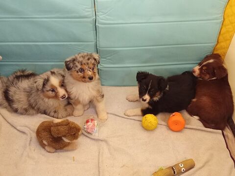 chiot berger australien  750 59244 Grand-fayt