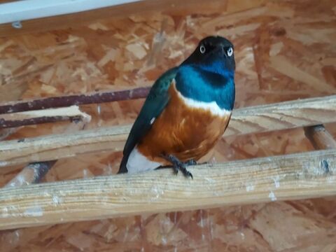 Choucador  100 83400 Hy�res