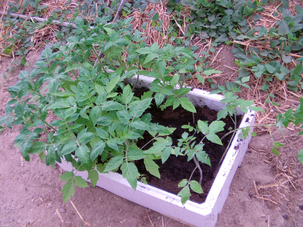 pieds de tomate Jardin
