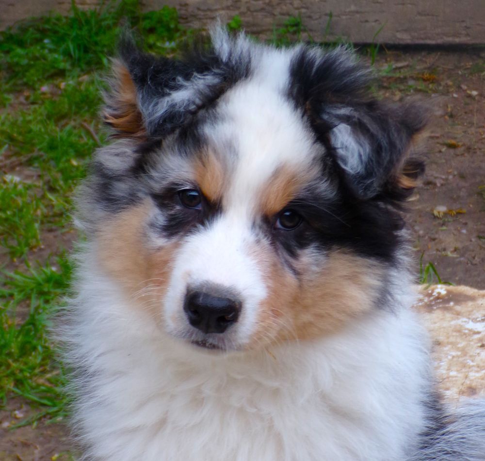   magnifiques chiots berger australien 