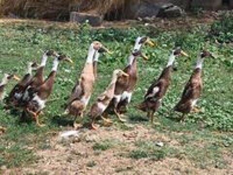   Canard coureur indien  