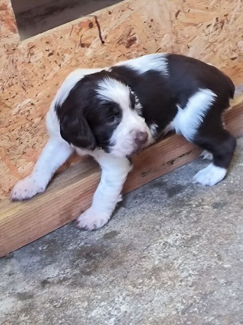chiots springer spaniel 700 14700 Falaise