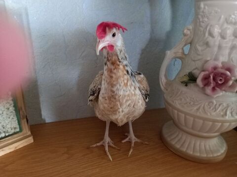 Adoption jolie poule naine 0 73540 La bthie