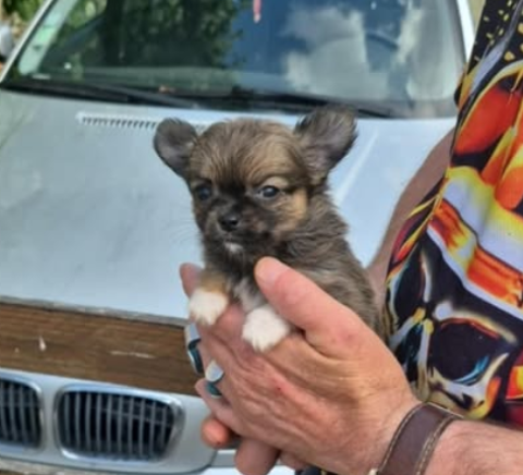 a réserver 2 Chiots chihuahua non lof 2 femelles 0 37290 Yzeures-sur-creuse