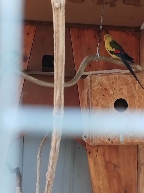 GRANDES PERRUCHES 50 31800 Saint-marcet