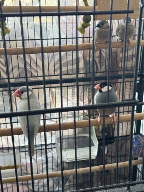 oiseaux paddas 0 13010 Marseille