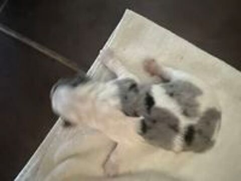   Border collie 