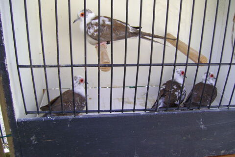  colombes diamant panach&eacute;es  18 44130 Blain