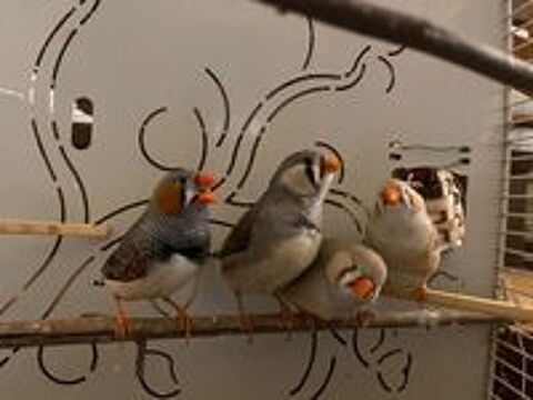   Mandarins 