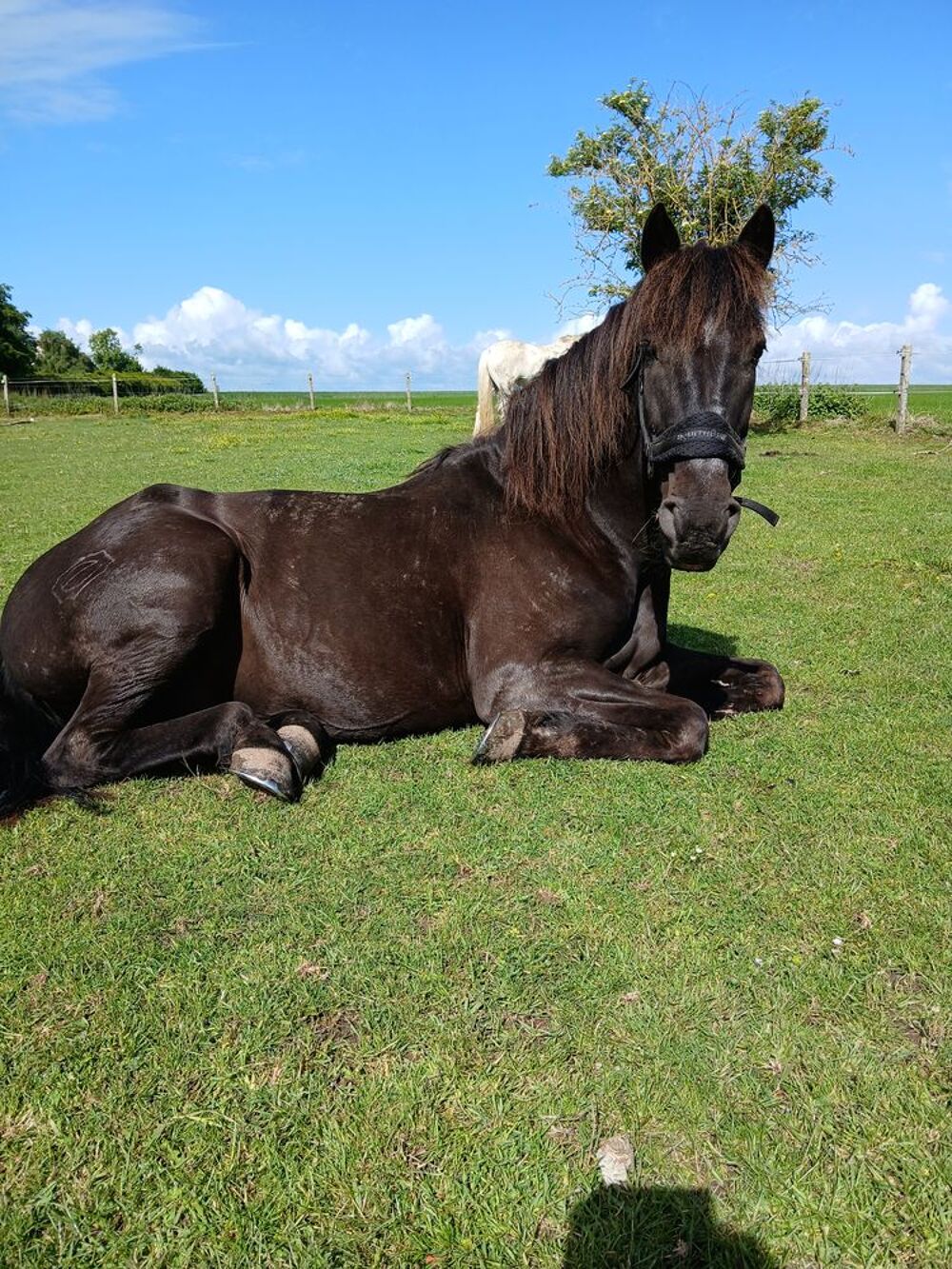   cheval 