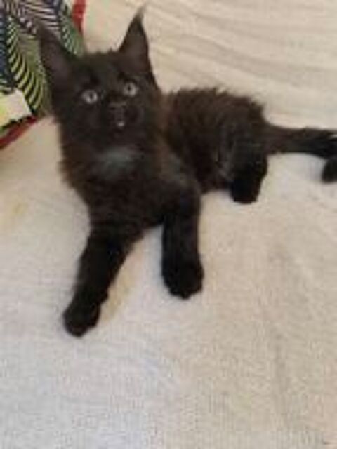   Chatons Maine Coon LOOF à réserver  