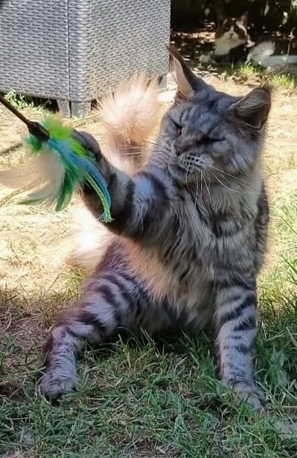   Maine Coon retraitée d'élevage loof fm 
