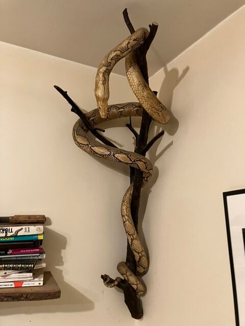 PYTHON BIRMAN ALBINOS NATURALISÉ DE 2M50 Paris 10 (75)