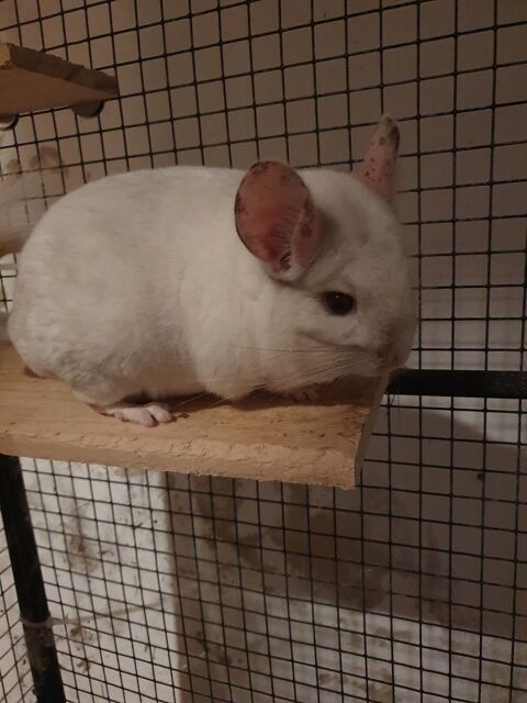 Chinchilla blanc 60 06530 Peymeinade