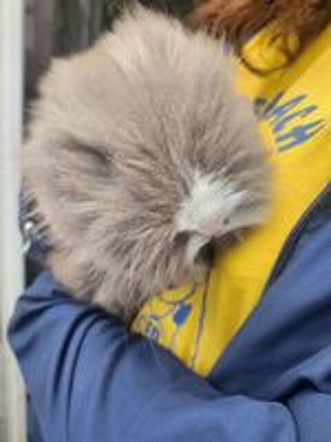   Lapin Angora 