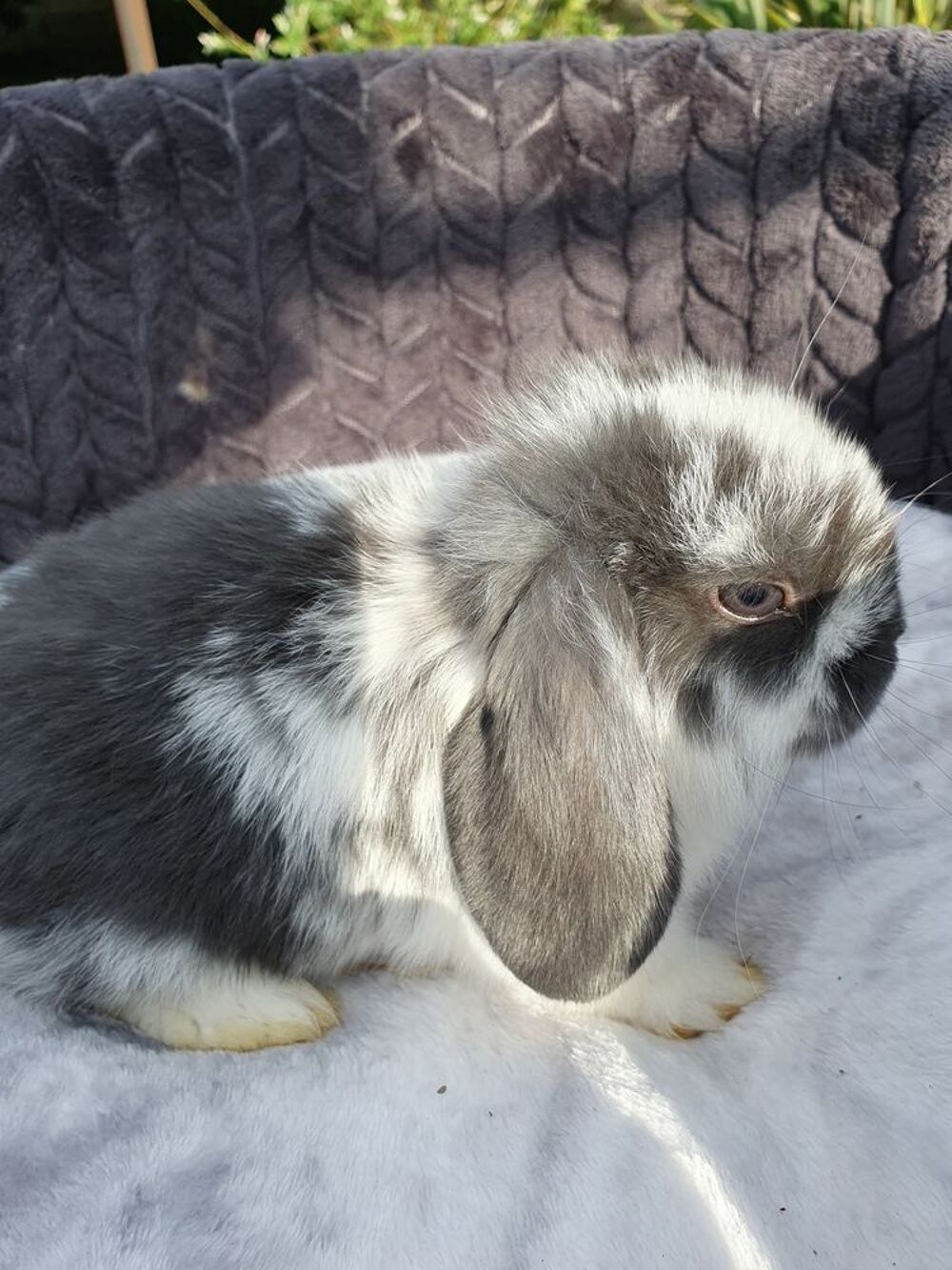   Bbs lapins minilops  