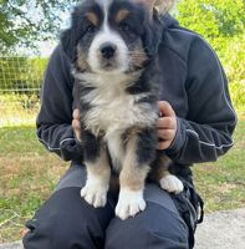   Chiot berger australien loft  