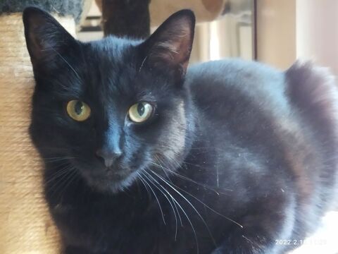 TCHOUTCHOU CHAT NOIR 4 ANS 1/2 195 92260 Fontenay-aux-roses