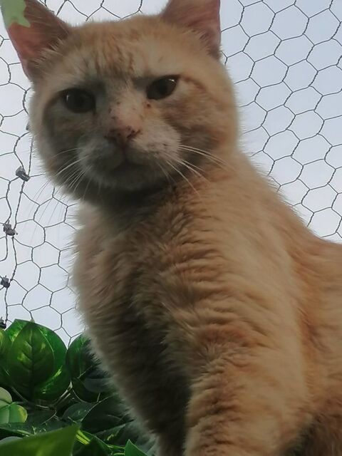 Texas chat roux 4 ans A ADOPTER 120 11000 Carcassonne