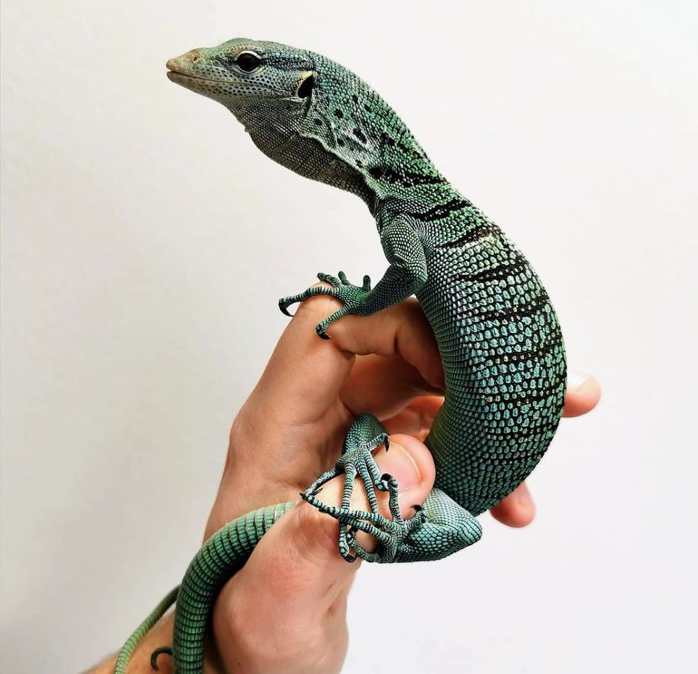   Varanus prasinus 2018 