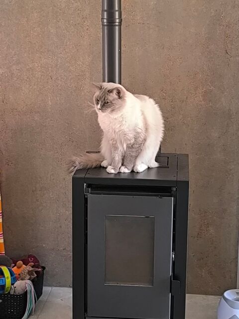 Ragdoll 1000 70300 Froideconche