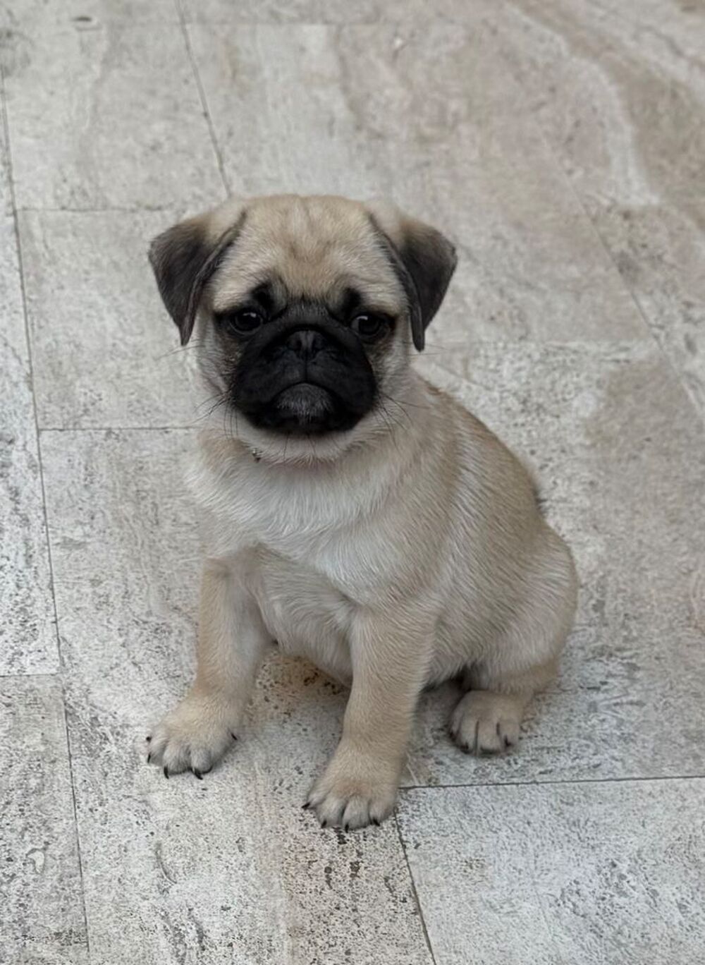   Chiot carlin  