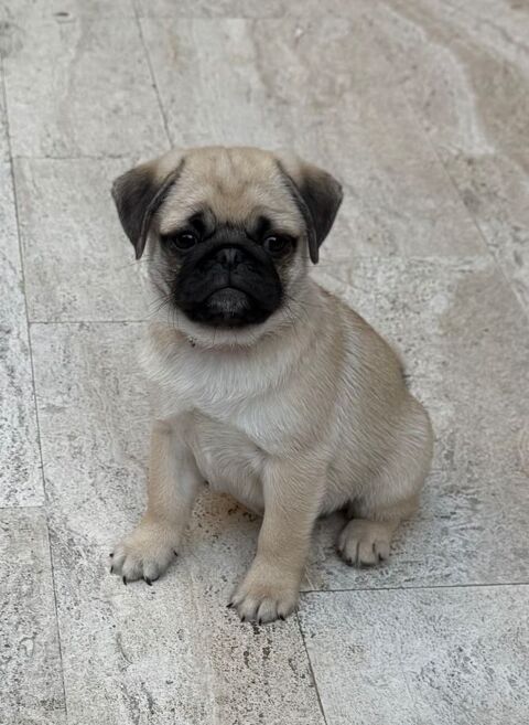 Chiot carlin 0 06500 Menton
