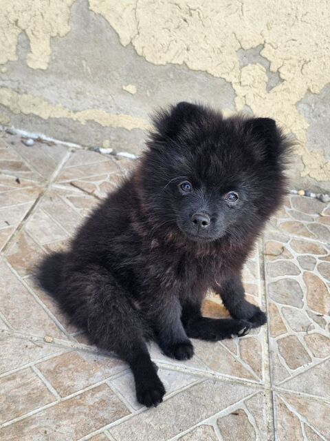 Spitz Allemand- chiots - noirs - nains - LOF 2000 69120 Vaulx-en-velin