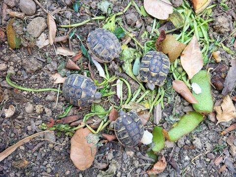 Tortues juveniles 50 31490 Brax
