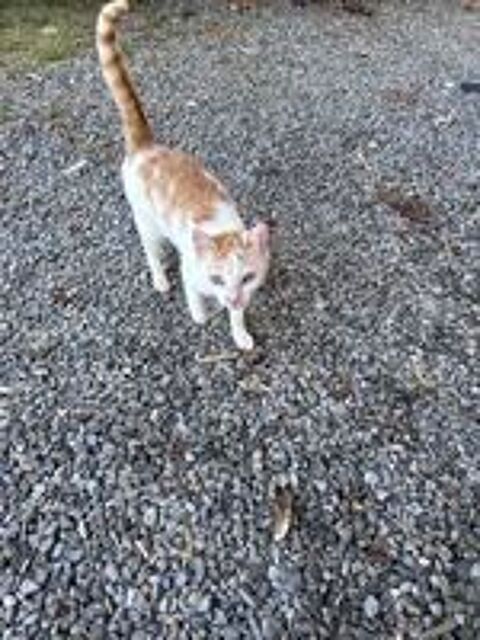   Chatte 