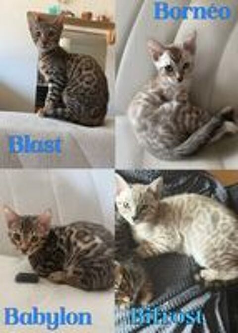   Chatons Bengal LOOF 