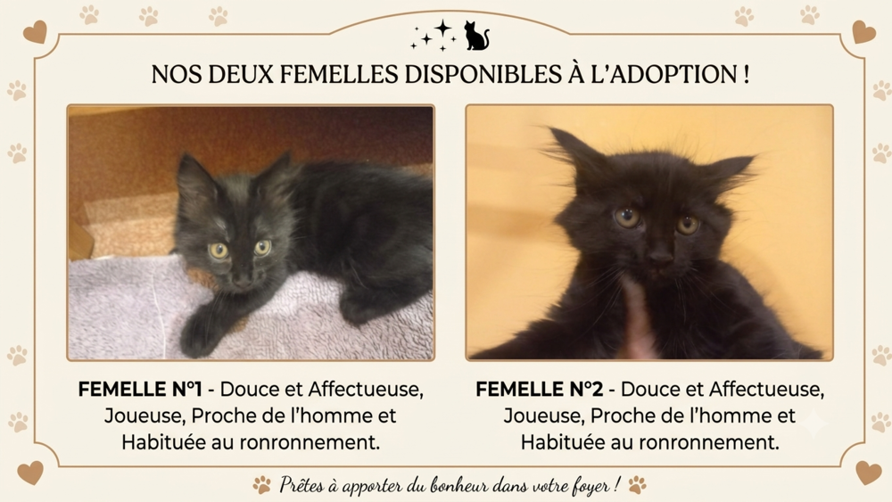   Adorables chatons  