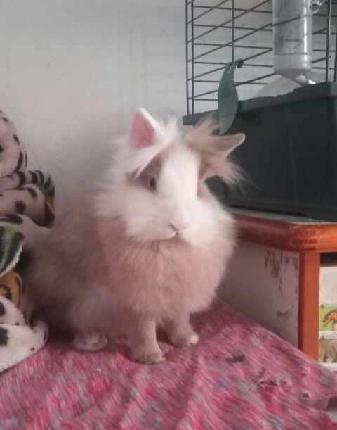 Lapin nain 80 31100 Toulouse