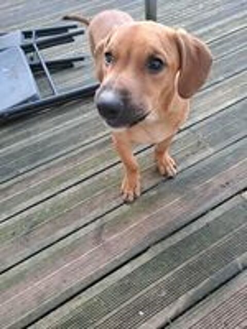   Goliath, le cr�ole ch'ti 